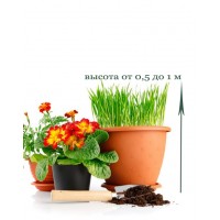 Indoor plant transplant from 0.5 to 1 m