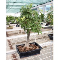 Клен buergeranium, L24