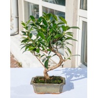 Ficus Retuza, L15