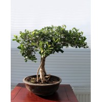 Фикус Triangularis, L28