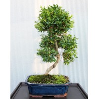 Ilex, L30
