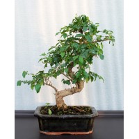 Ligustrum, L20, curved