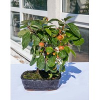 Apple tree, L15