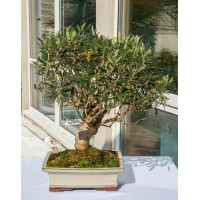 Olive tree, L25