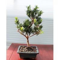 Podocarpus, L15