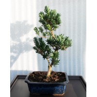 Podocarpus, L25