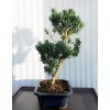 Podocarpus, L25