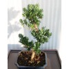 Podocarpus, L25