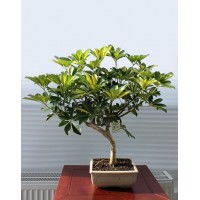 Schefflera, L22