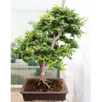Syzygium, L50