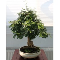 Tamarindus (acacia), L29