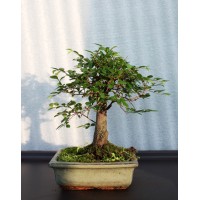 Small-leaved elm, L15, broom