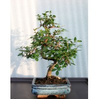 Small-leaved elm, L15, curved