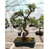 Small-leaved elm, L20, curved