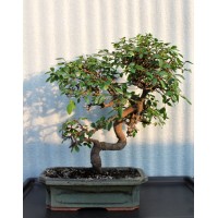 Small-leaved elm, L25