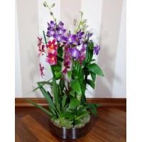 Orchid arrangement "Spring Morning"