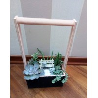 Composition of succulents "Comfort Zone"