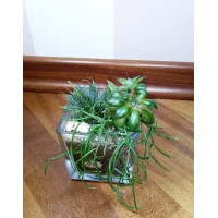 Composition of succulents "Cube"