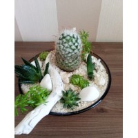 Composition of succulents "Coral Dream"