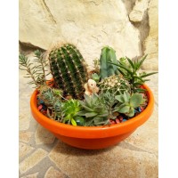 Composition of succulents "Island of pirates"