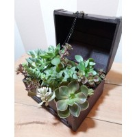 Composition of succulents "Treasure chest"