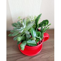 Composition of succulents "Morning coffee"