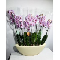 Composition of Phalaenopsis orchids "Lady Pink"