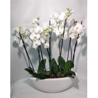 Composition of white orchids "Lady White"