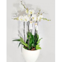 Composition of royal orchids "Royal White"