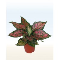 Аглаонема червона (Aglaonema)
