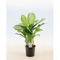 Аглаонема Silver Bay (Aglaonema)