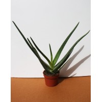 Алое Вера (Aloe vera)