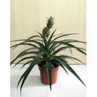 Ананас крупнохохолковий (Ananas Comosus Variegatus)