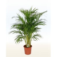 Арека, Хризалидокарпус (Chrysalidocarpus)