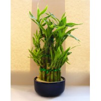 Бамбук в мисці (Dracaena Sanderiana)