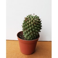 Кактус Маммилярия (Mammilaria)