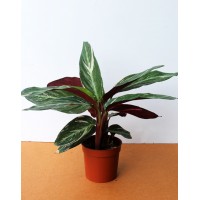 Калатея (Calathea)