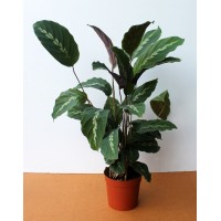 Калатея (Calathea)