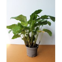 Калатея Network (Calathea)