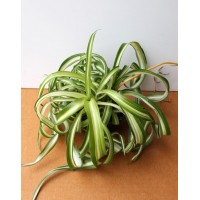 Хлорофитум (Chlorophytum)
