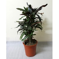 Кротон Маммі (Codiaeum Mammi)
