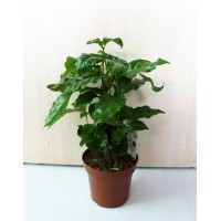 Кава Арабіка (Coffea arabica)