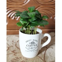 Кофе Арабика в чашке (Coffea arabica)