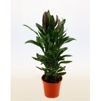 Кордилина Глаука (Cordyline)