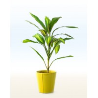 Кордиліна Ківі (Cordyline)