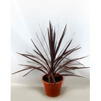 Кордиліна Red Star  (Cordyline)