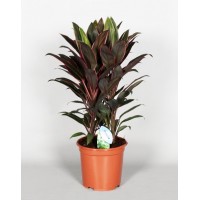 Кордиліна Румба (Cordyline)