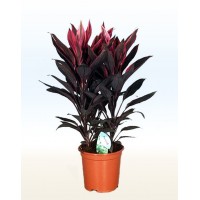 Кордилина Танго (Cordyline)