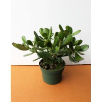 Красула, Грошове дерево (Crassula)