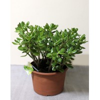 Красула велика (Crassula)